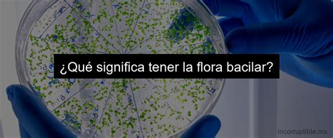 flora bacilar-1